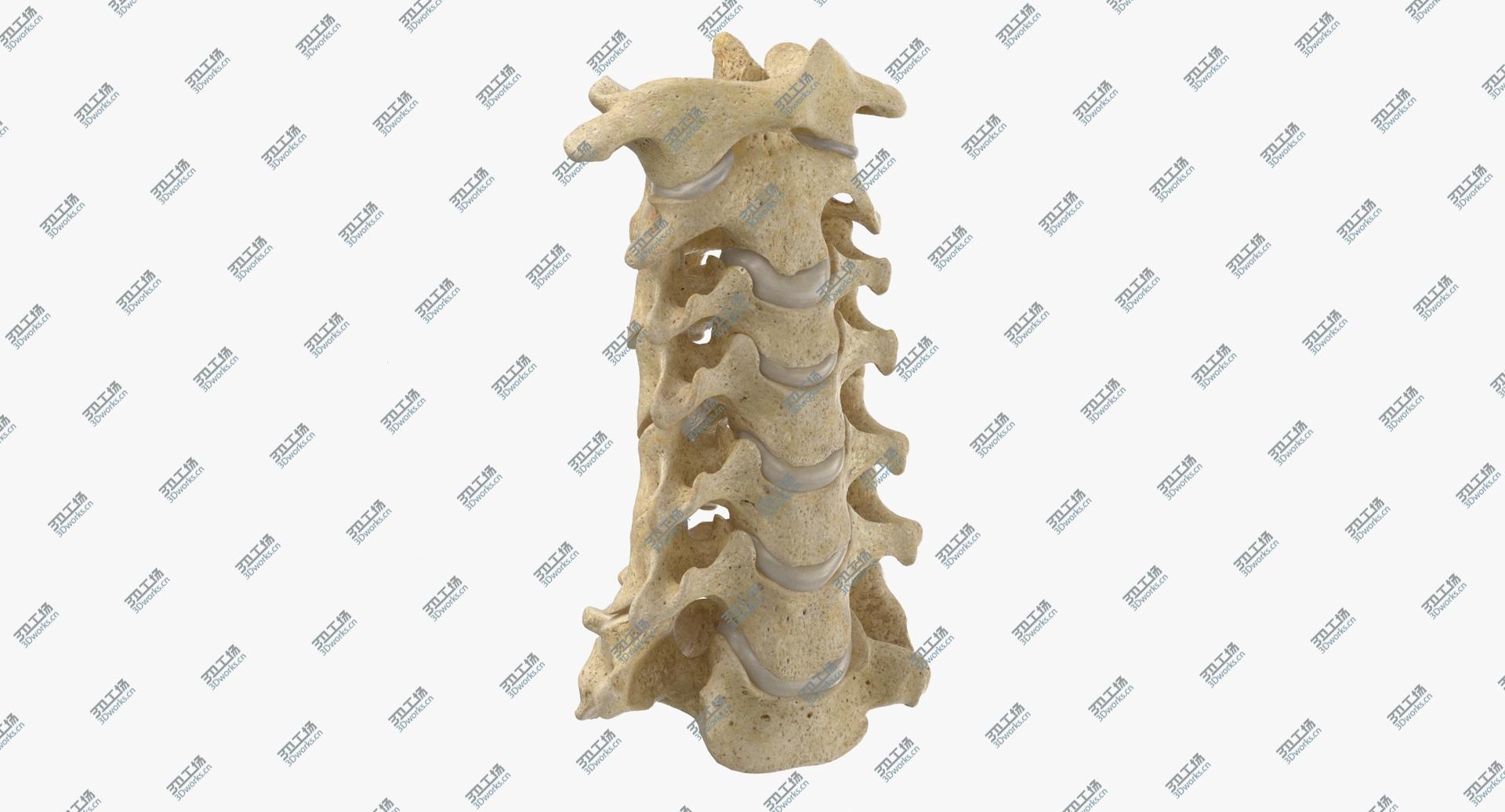 images/goods_img/2021040163/Real Human Neck Cervical Vertebrae C1 to C7 Bones With Intervertibral Disks 01 model/1.jpg